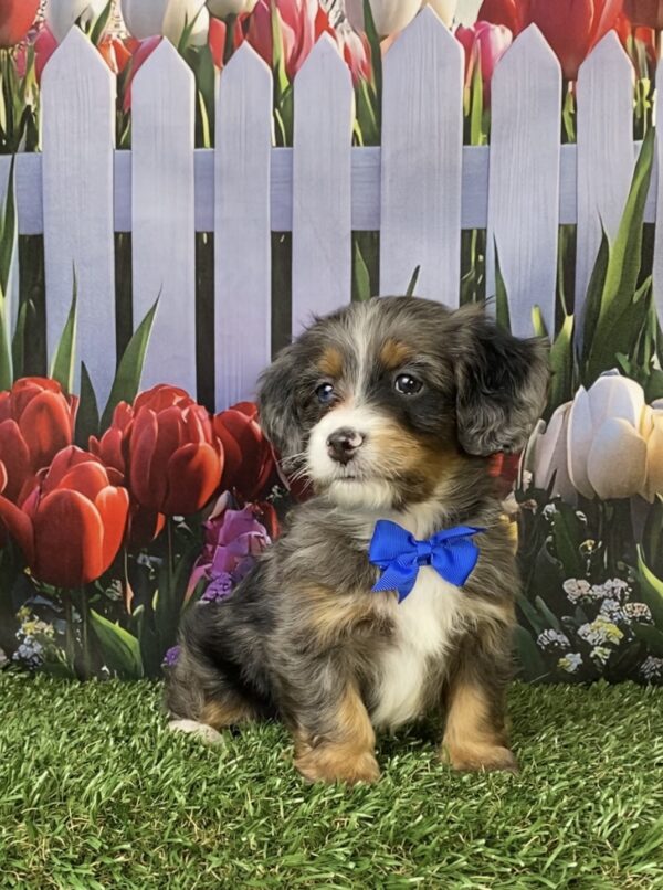 Photo of Mr. Lee the F1B Mini-Bernedoodle puppy