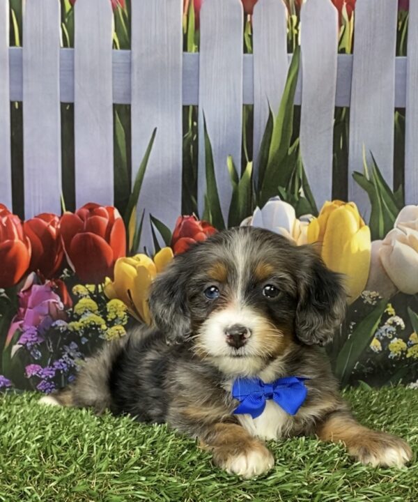 Photo of Mr. Lee the F1B Mini-Bernedoodle puppy