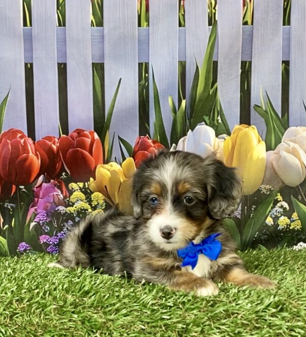 Photo of Mr. Lee the F1B Mini-Bernedoodle puppy