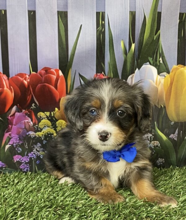 Photo of Mr. Lee the F1B Mini-Bernedoodle puppy