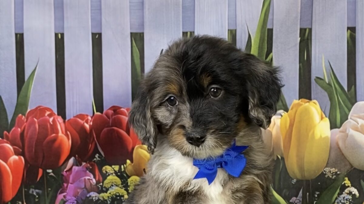 Mr. Lego The F1B Mini-Bernedoodle | The Bernedoodles
