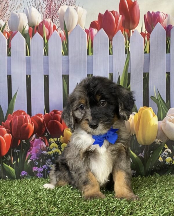 Photo of Mr. Lego the F1B Mini-Bernedoodle puppy