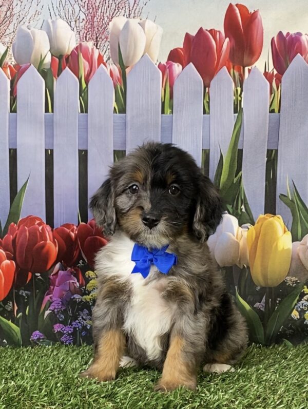 Photo of Mr. Lego the F1B Mini-Bernedoodle puppy