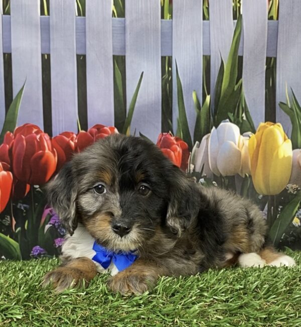 Photo of Mr. Lego the F1B Mini-Bernedoodle puppy