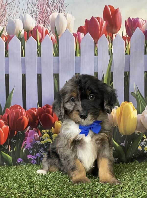 Photo of Mr. Lego the F1B Mini-Bernedoodle puppy