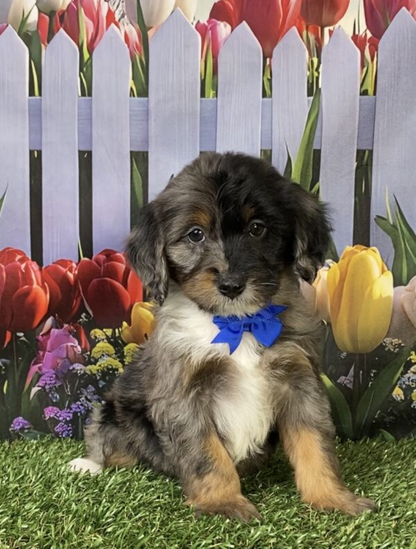 Photo of Mr. Lego the F1B Mini-Bernedoodle puppy