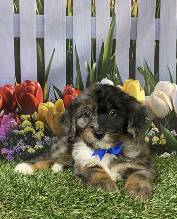 Photo of Mr. Lego the F1B Mini-Bernedoodle puppy