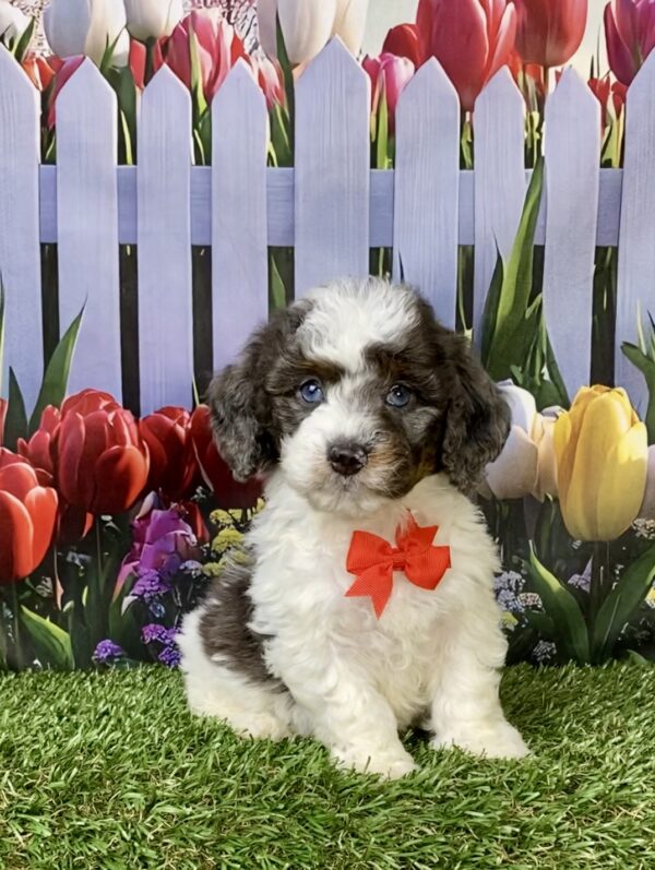 Photo of Mr. Leon the F1B Mini-Bernedoodle puppy