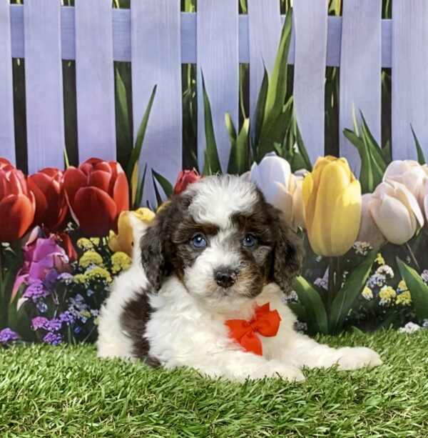 Photo of Mr. Leon the F1B Mini-Bernedoodle puppy