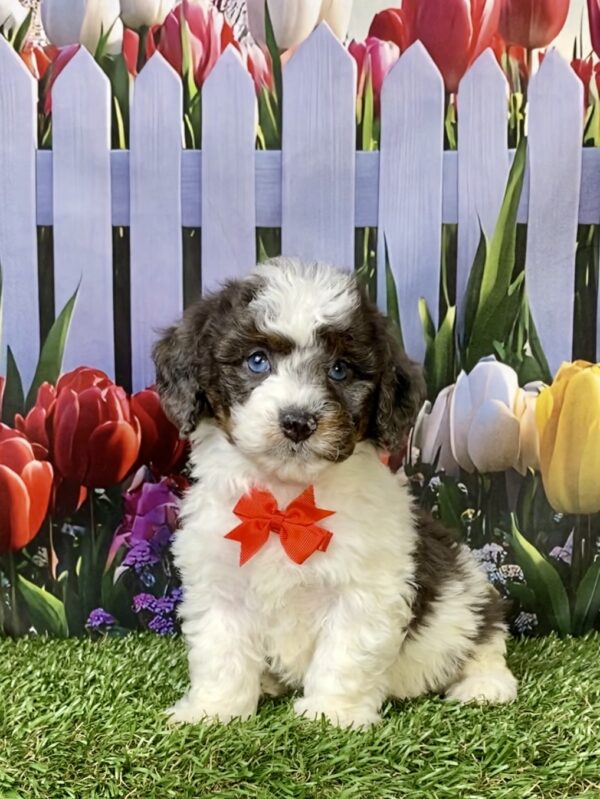 Photo of Mr. Leon the F1B Mini-Bernedoodle puppy
