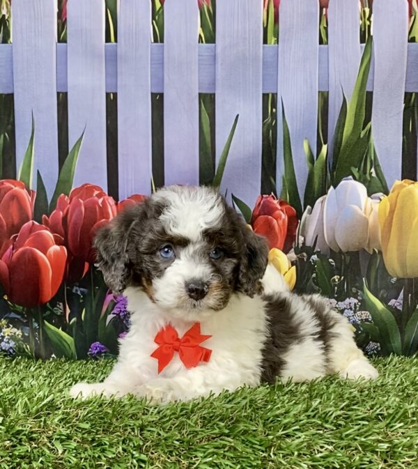 Photo of Mr. Leon the F1B Mini-Bernedoodle puppy