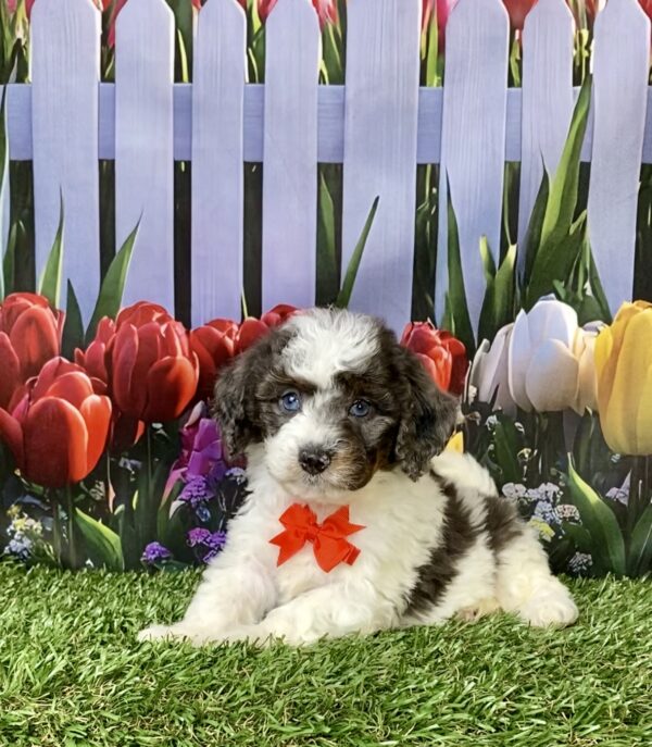 Photo of Mr. Leon the F1B Mini-Bernedoodle puppy