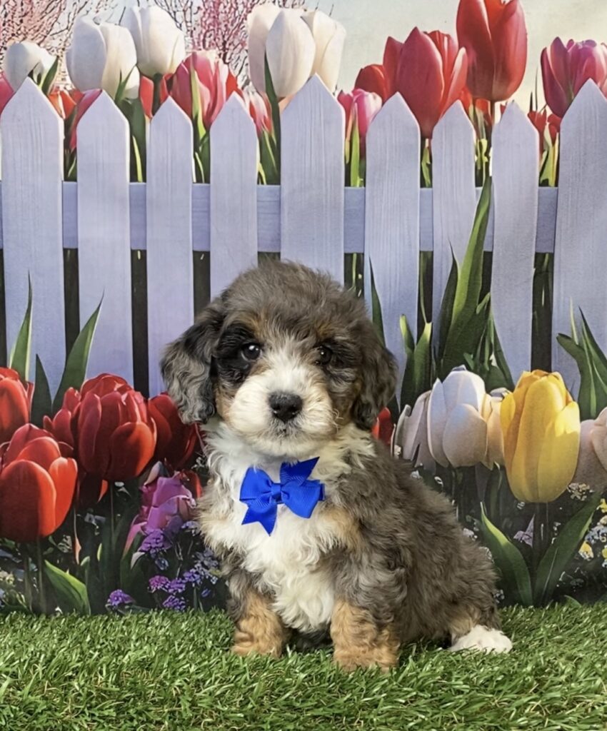 Photo of Mr. Les the F1B Mini-Bernedoodle puppy