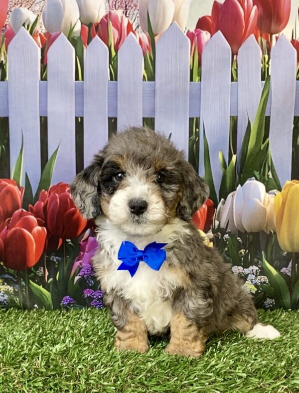 Photo of Mr. Les the F1B Mini-Bernedoodle puppy