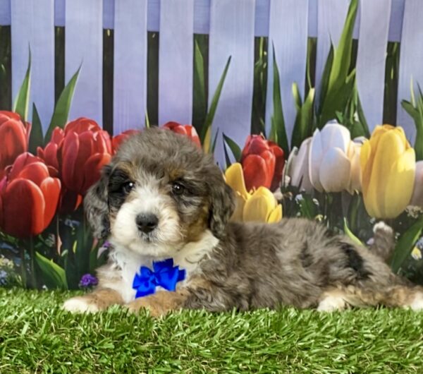 Photo of Mr. Les the F1B Mini-Bernedoodle puppy