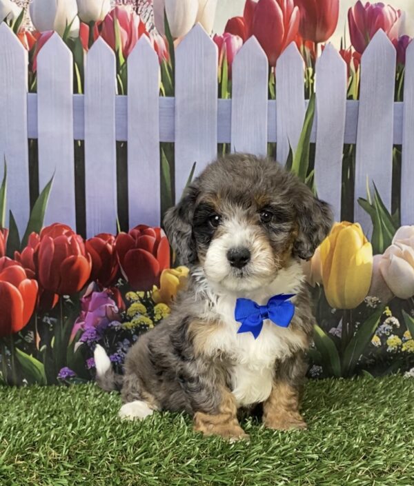 Photo of Mr. Les the F1B Mini-Bernedoodle puppy