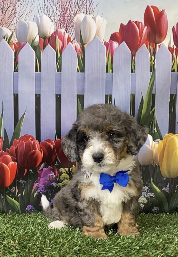 Photo of Mr. Les the F1B Mini-Bernedoodle puppy