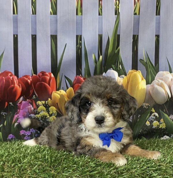 Photo of Mr. Les the F1B Mini-Bernedoodle puppy
