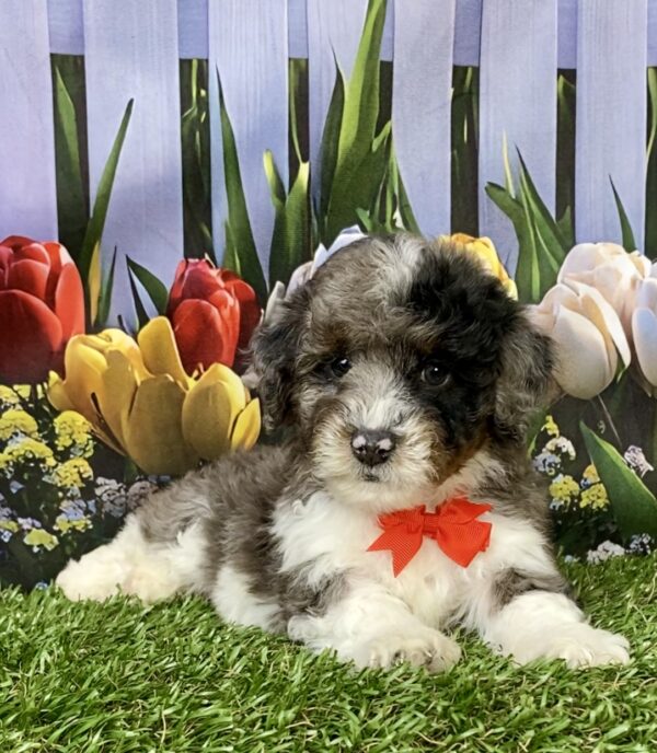 Photo of Mr. Link the F1B Mini-Bernedoodle puppy