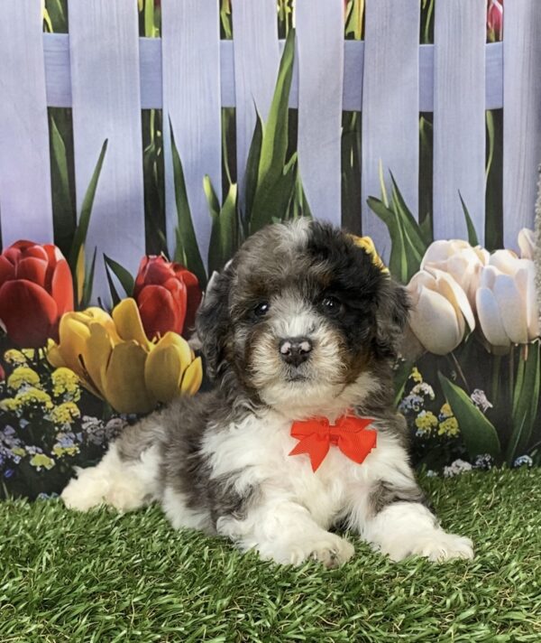 Photo of Mr. Link the F1B Mini-Bernedoodle puppy