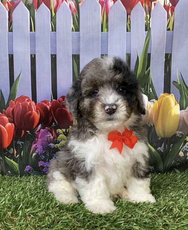 Photo of Mr. Link the F1B Mini-Bernedoodle puppy