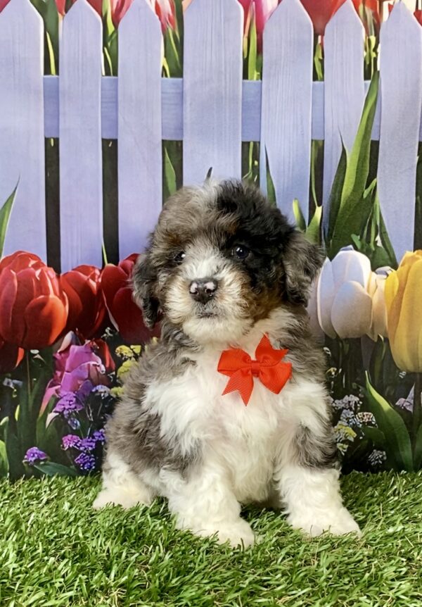 Photo of Mr. Link the F1B Mini-Bernedoodle puppy