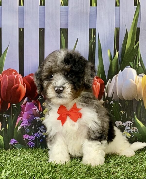 Photo of Mr. Link the F1B Mini-Bernedoodle puppy