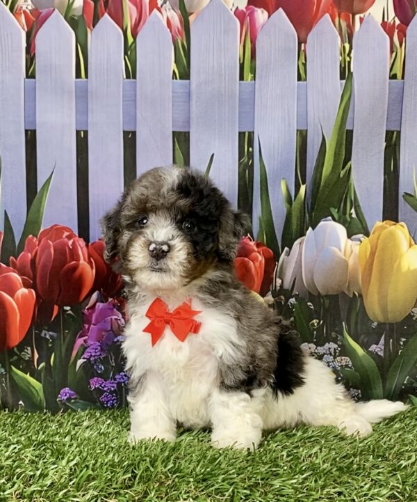 Photo of Mr. Link the F1B Mini-Bernedoodle puppy