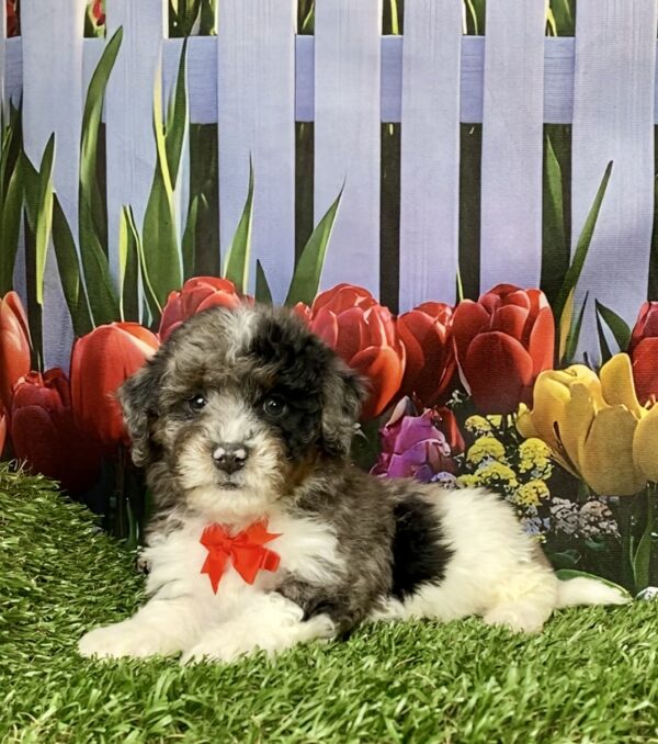 Photo of Mr. Link the F1B Mini-Bernedoodle puppy
