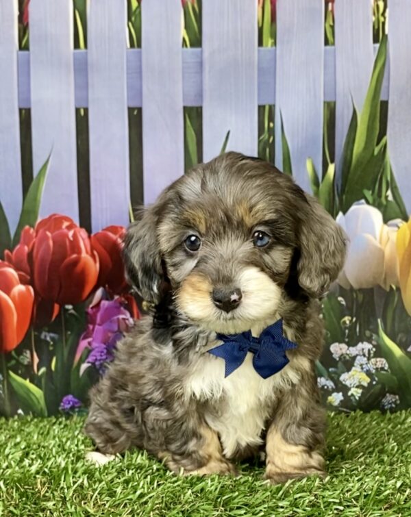 Photo of Mr. Loki the F1B Mini-Bernedoodle puppy