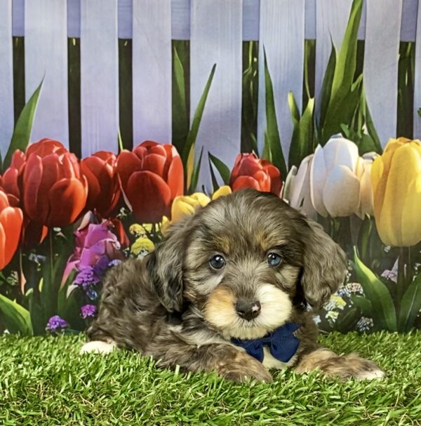 Photo of Mr. Loki the F1B Mini-Bernedoodle puppy