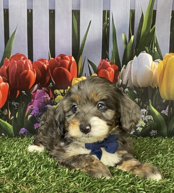 Photo of Mr. Loki the F1B Mini-Bernedoodle puppy