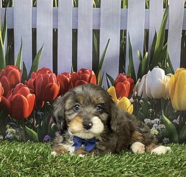 Photo of Mr. Loki the F1B Mini-Bernedoodle puppy