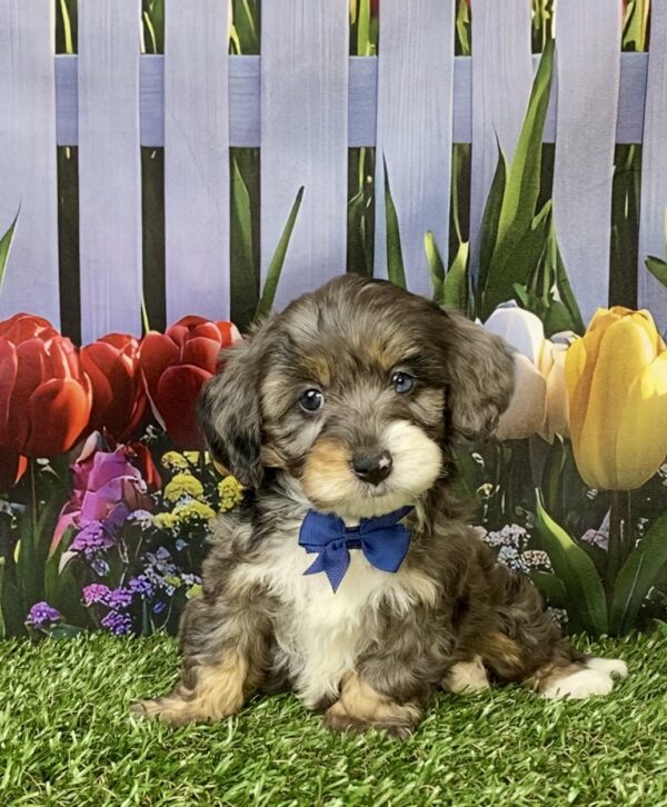 Photo of Mr. Loki the F1B Mini-Bernedoodle puppy