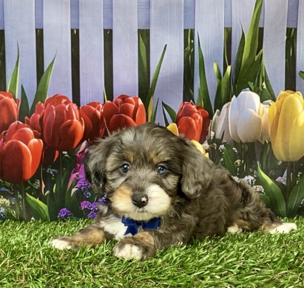 Photo of Mr. Loki the F1B Mini-Bernedoodle puppy