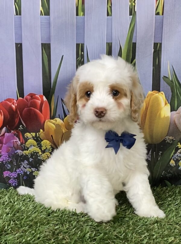 Photo of Mr. Mario the F1B Micro Mini-Bernedoodle puppy