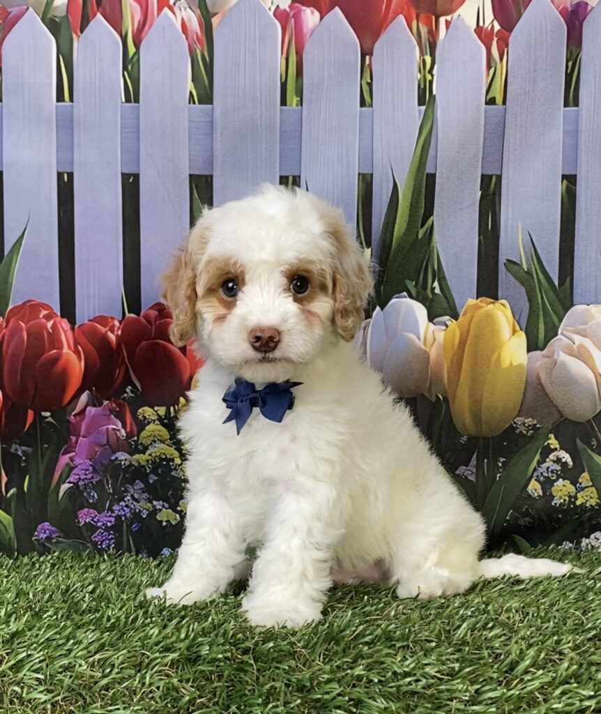 Photo of Mr. Mario the F1B Micro Mini-Bernedoodle puppy