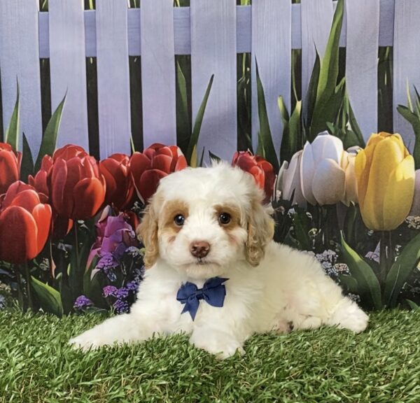 Photo of Mr. Mario the F1B Micro Mini-Bernedoodle puppy
