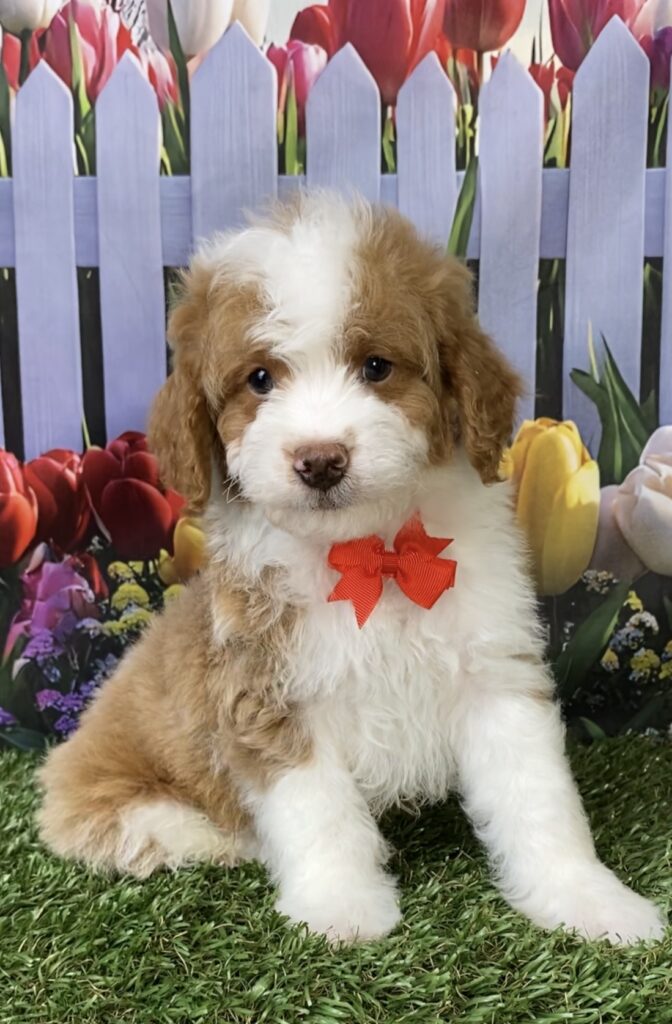 Photo of Mr. Max the F1B Micro Mini-Bernedoodle puppy