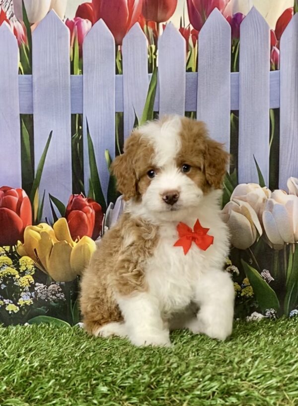 Photo of Mr. Max the F1B Micro Mini-Bernedoodle puppy