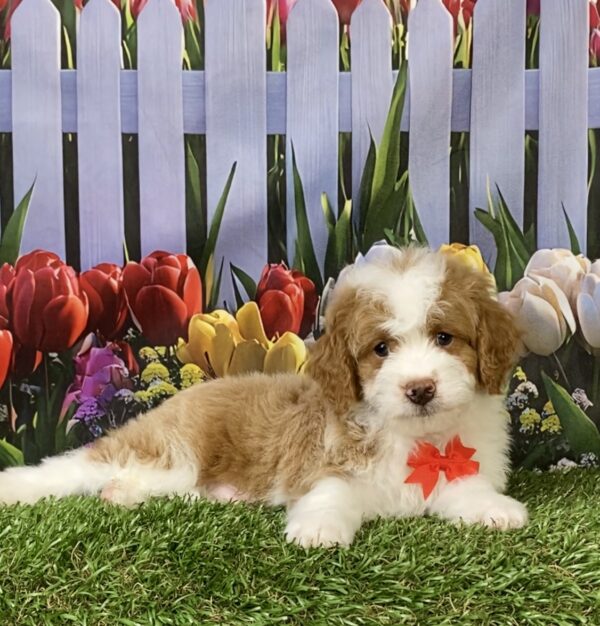 Photo of Mr. Max the F1B Micro Mini-Bernedoodle puppy