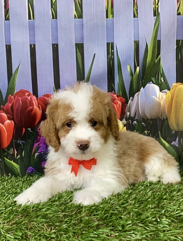 Photo of Mr. Max the F1B Micro Mini-Bernedoodle puppy