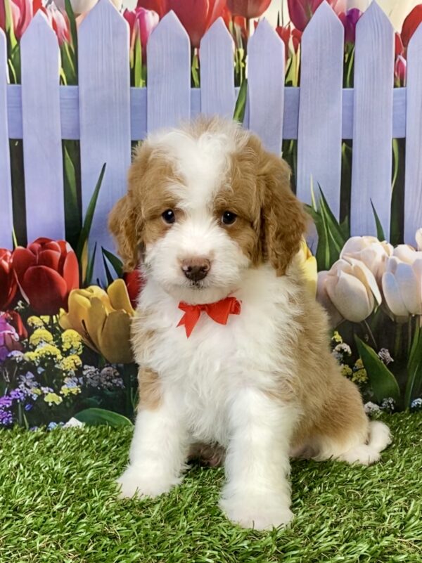 Photo of Mr. Max the F1B Micro Mini-Bernedoodle puppy