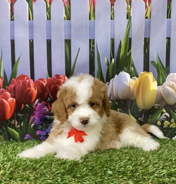 Photo of Mr. Max the F1B Micro Mini-Bernedoodle puppy