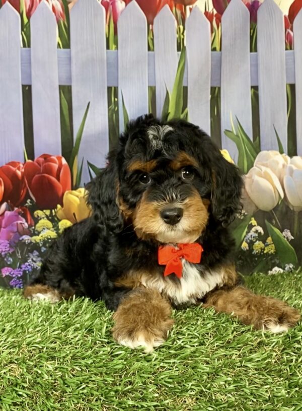 Photo of Mr. Moose the F1B Mini-Bernedoodle puppy