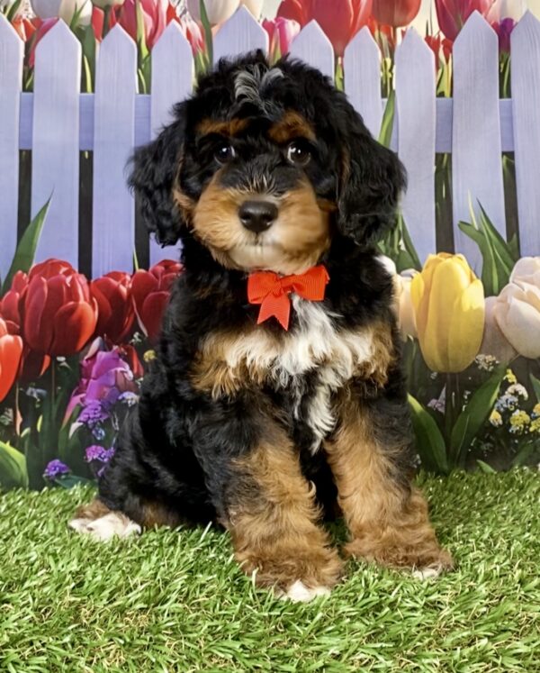 Photo of Mr. Moose the F1B Mini-Bernedoodle puppy