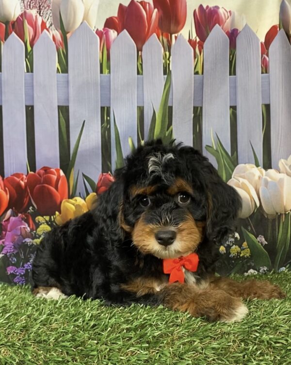 Photo of Mr. Moose the F1B Mini-Bernedoodle puppy