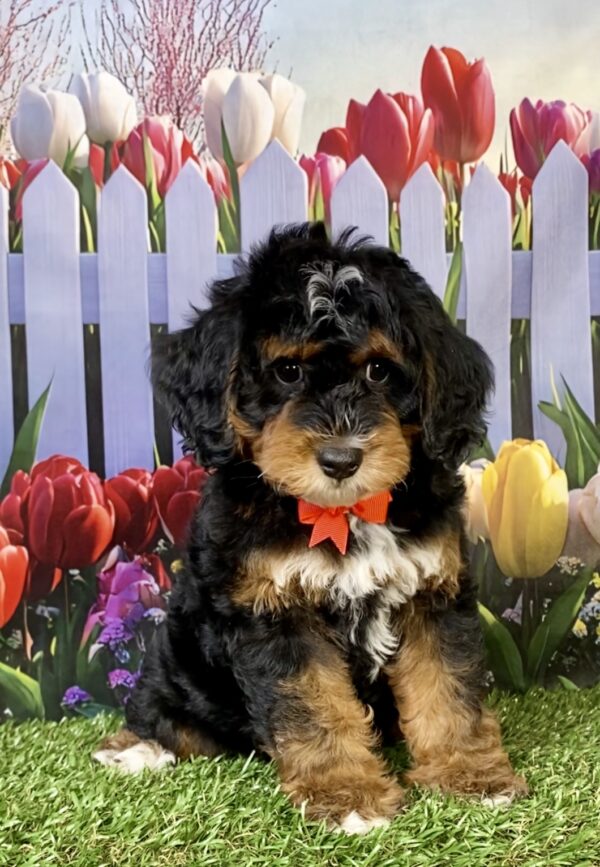 Mr. Moose the F1B Mini-Bernedoodle puppy
