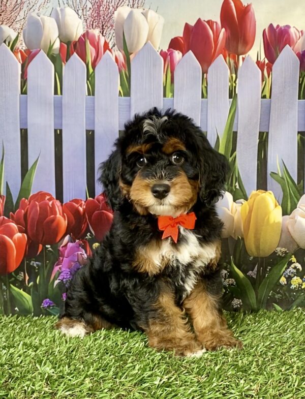 Photo of Mr. Moose the F1B Mini-Bernedoodle puppy