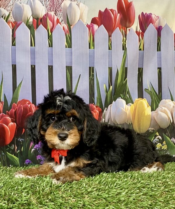 Photo of Mr. Moose the F1B Mini-Bernedoodle puppy